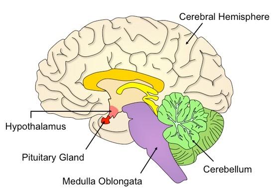 The Causes and Symptoms of Pituitary Gland Damage